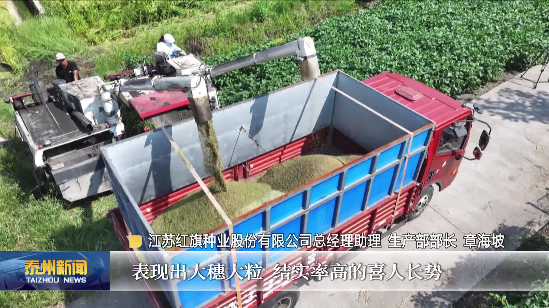 在希望的田野上·喜迎丰收节  海陵：制种水稻开镰收割 奏响金秋丰收序曲